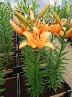 [4095 Esprit DJ No101.JPG]